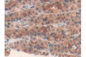 DAB staining on IHC-P; Samples: Rat Stomach Tissue (Fatty Acid Synthase antibody  (AA 2243-2505))