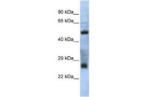 Western Blotting (WB) image for anti-MGC26647 antibody (ABIN2459921) (MGC26647 antibody)