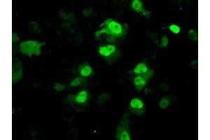 Anti-PPME1 mouse monoclonal antibody (ABIN2453493) immunofluorescent staining of COS7 cells transiently transfected by pCMV6-ENTRY PPME1 (RC200009). (PPME1 antibody)