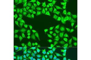 Immunofluorescence analysis of U2OS cells using EDIL3 Polyclonal Antibody at dilution of 1:100. (EDIL3 antibody)
