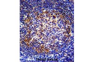 PAX5 Antibody (Center) immunohistochemistry analysis in formalin fixed and paraffin embedded human tonsil tissue followed by peroxidase conjugation of the secondary antibody and DAB staining.