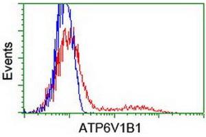HEK293T cells transfected with either RC209462 overexpress plasmid (Red) or empty vector control plasmid (Blue) were immunostained by anti-ATP6V1B1 antibody (ABIN2454300), and then analyzed by flow cytometry. (ATP6V1B1 antibody)