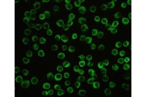 IF/ICC testing of human THP1 cells with NLRP3 antibody at 2ug/ml.
