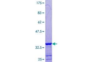 GTF2H5 Protein (AA 1-71) (GST tag)