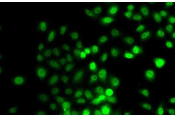 PRDM7 antibody