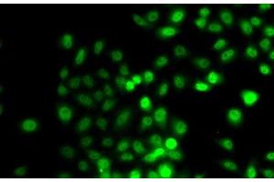 Immunofluorescence analysis of A549 cells using PRDM7 Polyclonal Antibody (PRDM7 antibody)