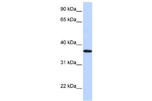 Western Blotting (WB) image for anti-Lipocalin 12 (LCN12) antibody (ABIN2460058) (LCN12 antibody)