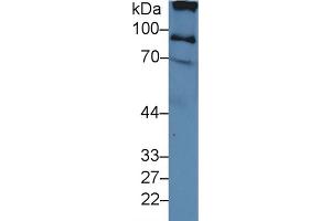 Western Blot; Sample: Human Serum; Primary Ab: 3µg/ml Rabbit Anti-Human ITIH2 Antibody Second Ab: 0.