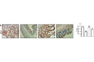 Immunohistochemistry (Paraffin-embedded Sections) (IHC (p)) image for anti-Tight Junction Protein 1 (TJP1) (AA 1551-1702) antibody (ABIN675024)