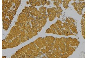 ABIN6273662 at 1/100 staining Human pancreas tissue by IHC-P. (IL-9 antibody  (Internal Region))