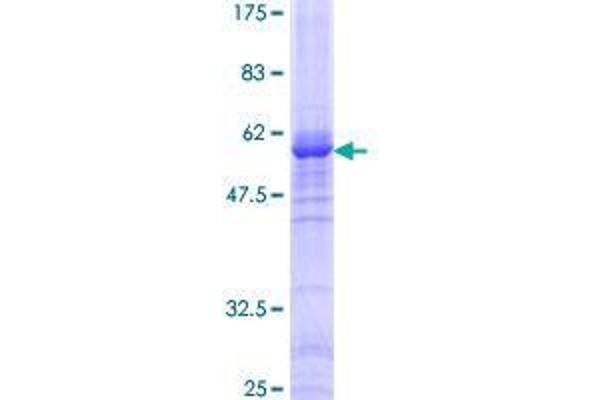 WDR5 Protein (AA 1-334) (GST tag)