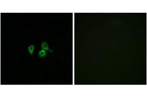 Immunofluorescence analysis of A549 cells, using OR10H4 Antibody. (OR10H4 antibody  (AA 161-210))
