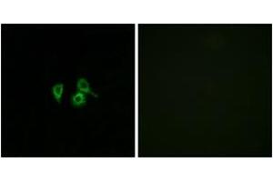 Immunofluorescence analysis of A549 cells, using OR10H4 Antibody.