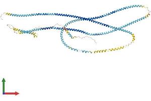 AlphaFold protein structure predicition of Human Recombinant CCDC178 Protein, UniprotID Q5BJE1 (CCDC178 Protein (AA 1-867) (His tag))