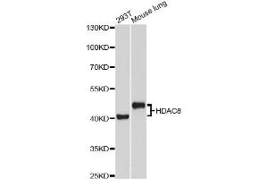 Western blot analysis of extracts of various cell lines, using HDAC8 Antibody (ABIN2563019) at 1:1000 dilution. (HDAC8 antibody)