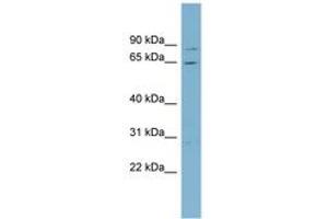 Image no. 1 for anti-Replication Protein A1, 70kDa (RPA1) (AA 215-264) antibody (ABIN6742105) (RPA1 antibody  (AA 215-264))