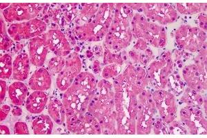 Human Kidney: Formalin-Fixed, Paraffin-Embedded (FFPE) (GAPDH antibody  (AA 279-290))