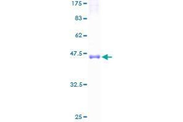 TM2D1 Protein (AA 33-207) (GST tag)