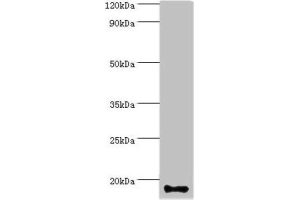 CALML5 antibody  (AA 1-146)