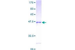 RAC3 Protein (AA 1-192) (GST tag)