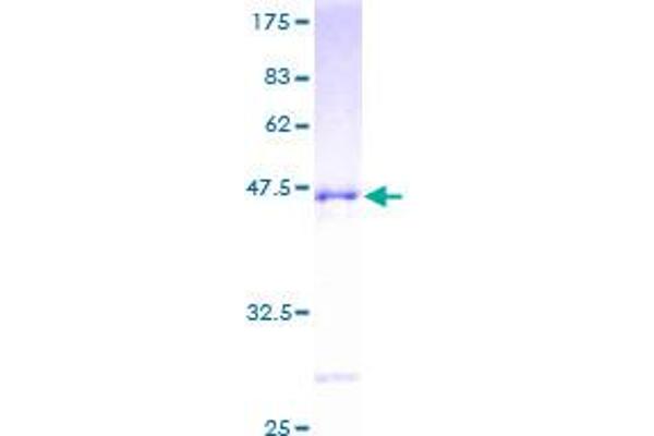 RAC3 Protein (AA 1-192) (GST tag)