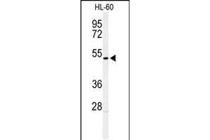 Western blot analysis of HOXA3 Antibody in HL-60 cell line lysates (35ug/lane)
