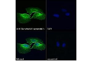 ABIN7013881 Immunofluorescence analysis of paraformaldehyde fixed U2OS cells, permeabilized with 0. (Somatostatin antibody  (AA 58-70))