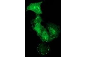 Anti-PDLIM2 mouse monoclonal antibody (ABIN2454465) immunofluorescent staining of COS7 cells transiently transfected by pCMV6-ENTRY PDLIM2 (RC210022).