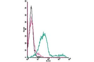 Cell surface detection of Adenosine A3 Receptor by direct flow cytometry in live intact mouse P815 mastocytoma cell line: + Rabbit IgG isotype control-FITC. (Adenosine A3 Receptor antibody  (Extracellular) (FITC))