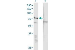Western Blot analysis of EHHADH expression in transfected 293T cell line by EHHADH MaxPab polyclonal antibody.