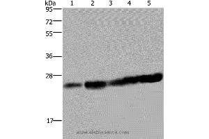 Western blot analysis of Hela and Jurkat cell, mouse liver tissue, K562 and A375 cell, using MOB1A Polyclonal Antibody at dilution of 1:200 (MOB1A antibody)