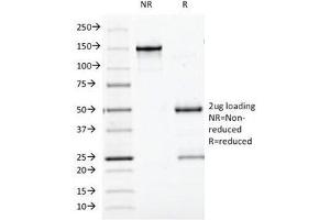 SDS-PAGE Analysis of Purified, BSA-Free Bcl10 Antibody (clone BL10/411). (BCL10 antibody  (AA 122-168))