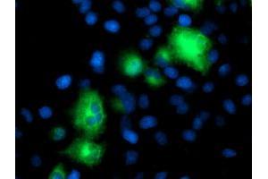 Anti-ATG3 mouse monoclonal antibody (ABIN2454919) immunofluorescent staining of COS7 cells transiently transfected by pCMV6-ENTRY ATG3 (RC203453). (ATG3 antibody)