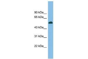 BRUNOL5 antibody used at 1 ug/ml to detect target protein. (CELF5 antibody  (Middle Region))
