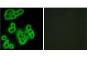 Immunofluorescence analysis of MCF7 cells, using FPR1 Antibody. (FPR1 antibody  (AA 155-204))