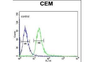 MTNR1A Antibody (Center) (ABIN653231 and ABIN2842764) flow cytometric analysis of CEM cells (right histogram) compared to a negative control cell (left histogram). (Melatonin Receptor 1A antibody  (AA 209-239))