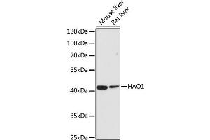 Western blot analysis of extracts of various cell lines, using HAO1 antibody (ABIN2563000) at 1:500 dilution. (HAO1 antibody)