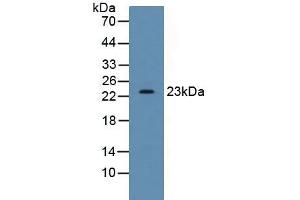 Figure. (SDF2 antibody  (AA 19-211))