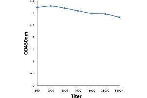 Antigen: 0. (KNDC1 antibody  (AA 1601-1749))