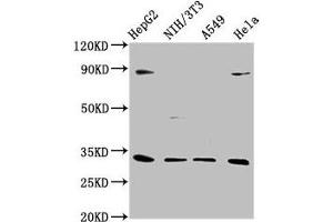 Western Blot Positive WB detected in: HepG2 whole cell lysate, NIH/3T3 whole cell lysate, A549 whole cell lysate, Hela whole cell lysate All lanes: DUSP4 antibody at 1:1000 Secondary Goat polyclonal to rabbit IgG at 1/50000 dilution Predicted band size: 43, 33 kDa Observed band size: 33 kDa (DUSP4 antibody  (AA 109-198))