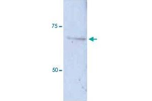 Western Blot analysis of Huh7 cell lysate with DLAT polyclonal antibody  at 1:200 dilution. (DLAT antibody  (N-Term))