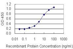 Detection limit for recombinant GST tagged MORF4L1 is 0. (MORF4L1 antibody  (AA 1-100))