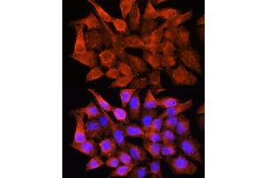 Immunofluorescence analysis of HeLa cells using AMT Rabbit pAb (ABIN6127345, ABIN6136850, ABIN6136851 and ABIN6225250) at dilution of 1:100. (Aminomethyltransferase antibody  (AA 107-386))