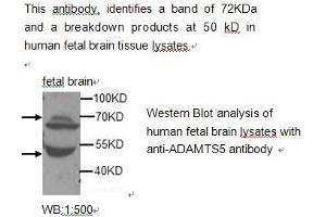 Image no. 1 for anti-ADAM Metallopeptidase with thrombospondin Type 1 Motif, 5 (ADAMTS5) antibody (ABIN790776) (ADAMTS5 antibody)