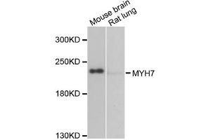 Western blot analysis of extracts of various cell lines, using MYH7 antibody (ABIN2563999) at 1:1000 dilution. (MYH7 antibody)