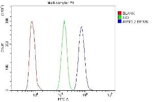 Flow Cytometry analysis of HL-60 cells using anti-ARNTL2 antibody (ABIN6719445). (ARNTL2 antibody  (AA 461-575))