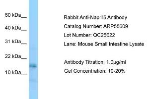 Western Blotting (WB) image for anti-Nucleosome Assembly Protein 1-Like 5 (NAP1L5) (Middle Region) antibody (ABIN2786284) (NAP1L5 antibody  (Middle Region))