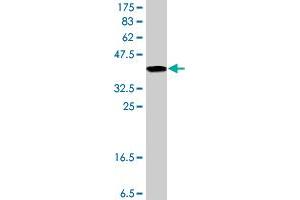 Western Blot detection against Immunogen (37. (Ephrin B2 antibody  (AA 28-127))