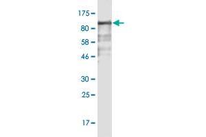 Western Blot detection against Immunogen (88. (FAM200A antibody  (AA 1-573))