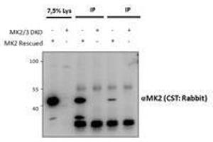 Immunoprecipitation (IP) image for anti-Mitogen-Activated Protein Kinase-Activated Protein Kinase 2 (MAPKAPK2) antibody (ABIN5903087) (MAPKAP Kinase 2 antibody)